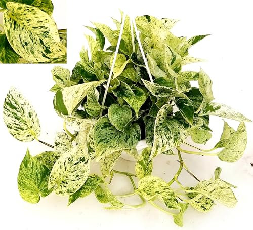 POWERS TO FLOWERS - POTOS EPIPREMNUM MARBLE QUEEN, Basket 16cm, Pianta vera