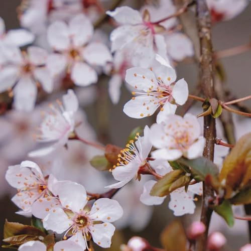 blutpflaumesamen - gartendeko für draußen zimmergewächshaus obstpflanzen exotische zimmerpflanzen obstbäume säulenobstbäume rankpflanzen topfpflanzen draußen winterhart balkonpflanzen 25pcs