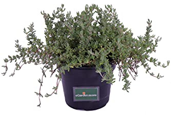 pianta di Barba di Giove pianta grassa pendente di Drosanthemum Hispidum pianta vera da balcone da esterno venduta da eGarden.store (vaso 15 cm)
