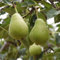 Haloppe 30/60 Unids Semillas de Frutas de Peral para la Plantación de Jardín en el Hogar, Semillas de Perales Dulces Deliciosas Frutas Jardín Patio Granja Bonsai Planta 30 Piezas