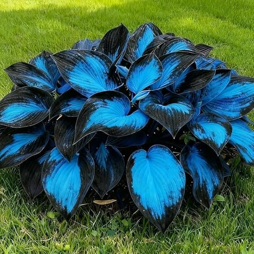 100 variétés d'hosta, avec leurs combinaisons de feuillage richement colorées, font un choix luxuriant et vibrant pour les accents de feuilles,Bleu