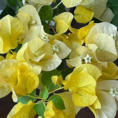 bougainvillea kräutersamen balkongewächshäuser hochbeet balkon hängepflanzen winterharte stauden dachbegrünung blumengarten blumenwiesensaat balkonpflanze pflanzensamen exotisch 30samen