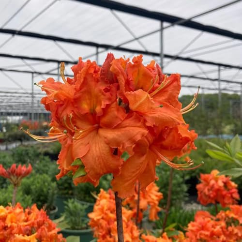 semillas de rododendro - jardín, silvestres, perennes, resistentes al invierno. azalea Decoración sala estar con 15pcs
