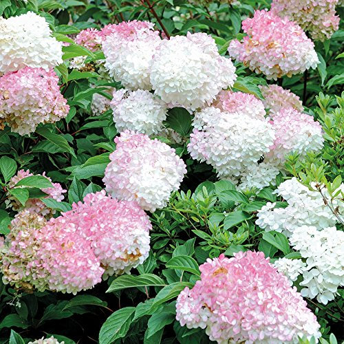 Thompson & Morgan Hardy Perennial Hydrangea Paniculata ‘Vanille Fraise’ Deciduous Flowering Shrub, Potted Garden Plants Ideal for Cottage Gardens, Patio and Containers (1 x 3.6 Litre Pot)