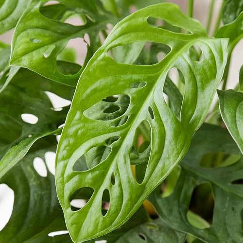 Semillas de Monstera, resistentes al exterior Semillas de Monstera Deliciosa Variegata, de balcón resistentes exóticas Las de jardín 200pcs