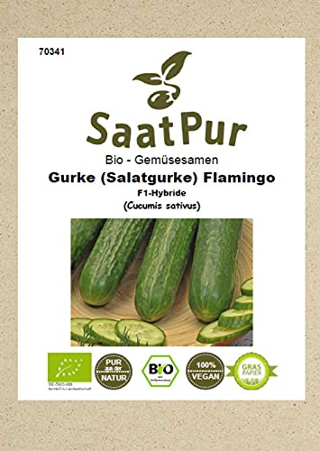 Bio Gemüse Samen Salatgurke Flamingo F1 Gewächshausgurke bitterfrei Saatgut für ca. 6 Pfl.