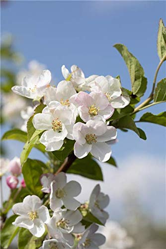 Zierapfel Malus Red Sentinel 60-100 cm Solitärbaum winterhart | Rote Zierfrüchte, Bienenweide, sonniger Standort, robust, langlebig, ideal als Blickfang im Garten und Vorgarten
