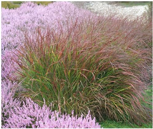 Stauden Gänge 3 x Panicum virgatum 'Rotstrahlbusch' Rote Rutenhirse | Rotes Ziergras für Sonne, Blüte August bis Oktober, mehrjährig, 1 L Topf (11x11 cm)