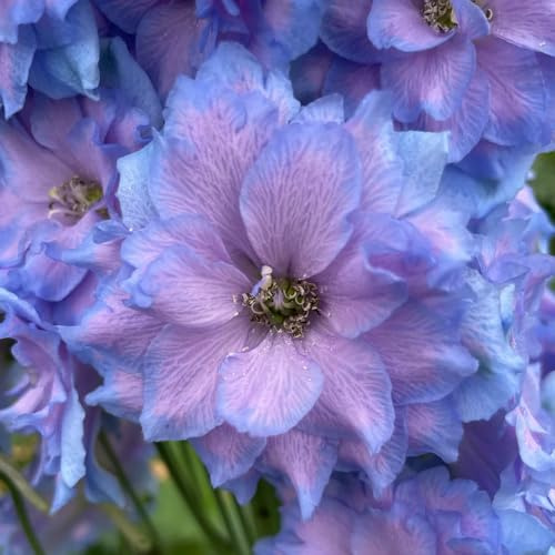 Delphinium selvatici balcone tappezzante per aiuole, resistente giardino sul balcone, per gli amanti rampicanti biologiche, 550semi