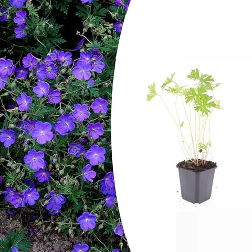 Trendyplants Geranium 'Johnson's Blue', 6 pezzi, geranio perenne, resistente al freddo, altezza 10-30 cm, dimensione vaso Ø9 cm