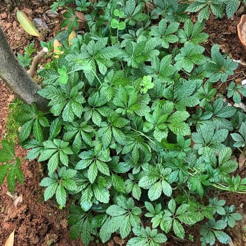 semillas de jiaogulan cocina jardín de jiaogulan raras, orgánicas, perennes jardín cobertura 200pcs