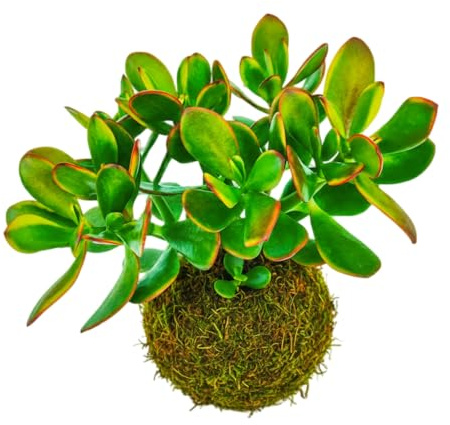 Planta Interior Jade en Kokedama DECOALIVE Natural