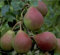 Clapps Liebling, Sommerbirne, Buschbaum (kleinbleibend), 120-150cm im 10L Topf