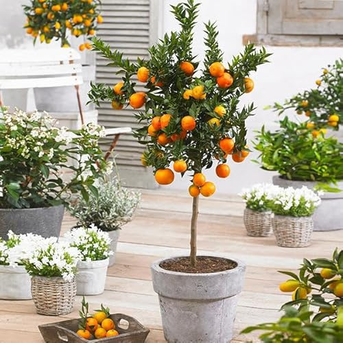 Brighter Blooms - Owari Satsuma Mandarin Tree, 1-2 ft. - No Shipping to AK, AL, AZ, CA, FL, GA, HI, LA, MS, OR, TX
