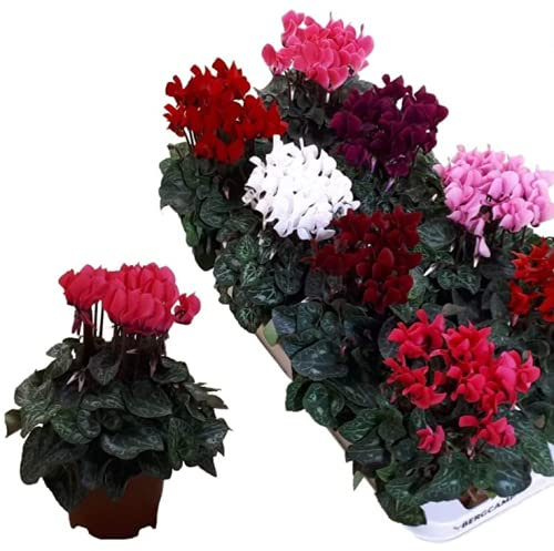 Cyclamen - Mixed - Garden Ready - 10.5cm pots (1)