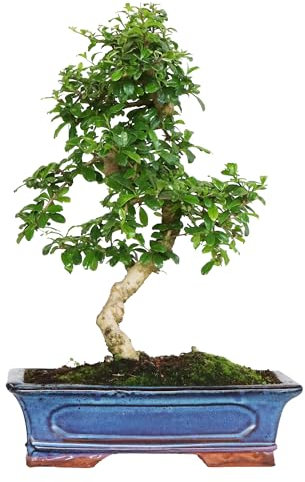 KENTIS - Carmona Bonsai - Fukien Tea Bonsai Koreanischer Tee - Echte Zimmerpflanzen - Zimmerpflanze - H 40-50 cm Topf Ø 30 cm S-förmig