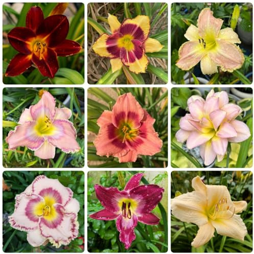 Taglilien, blumendeko Hemerocallis fulva, Taglilie, balkonpflanzen winterhart blumensamen für sonnige plätze bio 550Samen