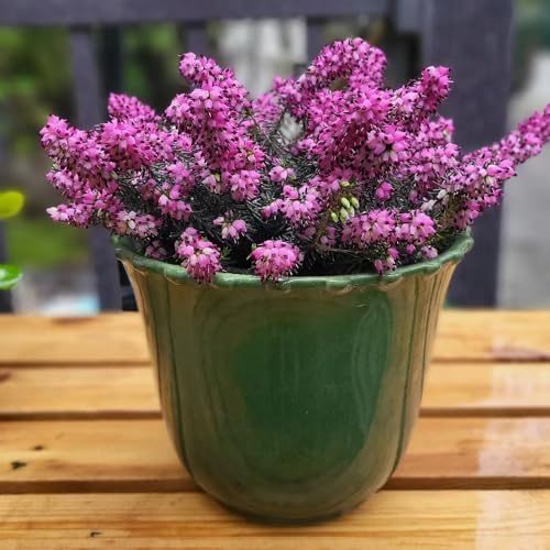 Heidekraut balkonpflanzen frühling schnittblumen blumensaat indoor kräutergarten biosaatgut wildblumen balkonblumen balkonpflanze frühblüher bonsai topf blumenbeet balkon sommerblumen 130samen