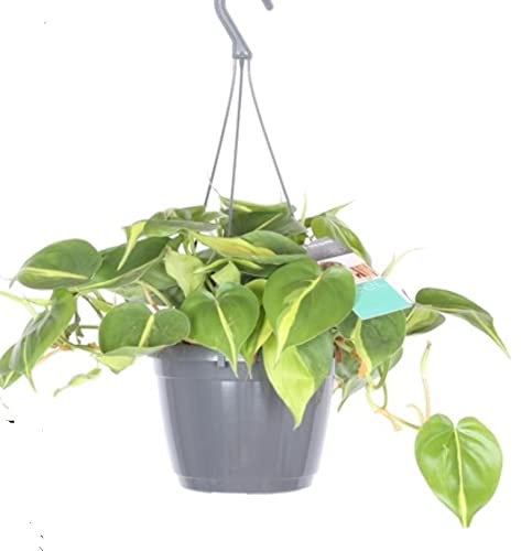SCANDENS Brasil Variegated Philodendron Heart Leaf Trailing Indoor House or Office Plant | Shade Tolerant - in 15cm Hanging Pot