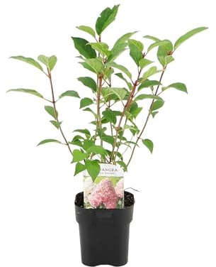 Rispenhortensie – Hydrangea panniculata Vanille Fraise – Blüte Weiß-Rosa – Laubabwerfend – Große Blüten – 17cm – Höhe ca. 50cm