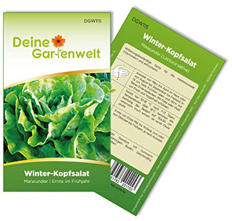 Winter-Kopfsalat Maiwunder Samen - Lactuca sativa - Winter-Kopfsalatsamen - Gemüsesamen - Saatgut für 500 Pflanzen