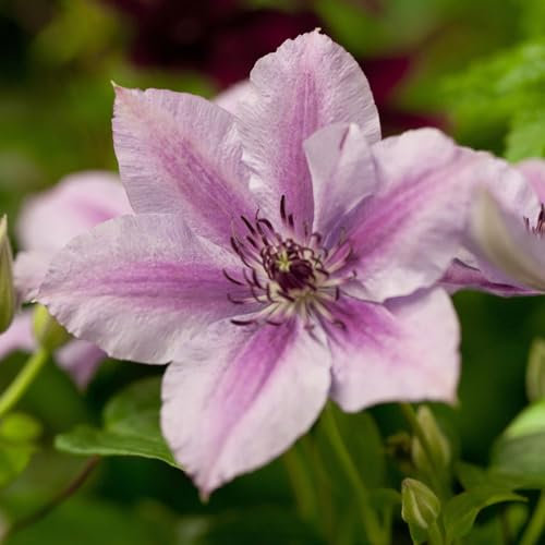 Clematis 'Nelly Moser', 2er-Set, weißrosa, Höhe 60-80 cm, Topf 2 Liter