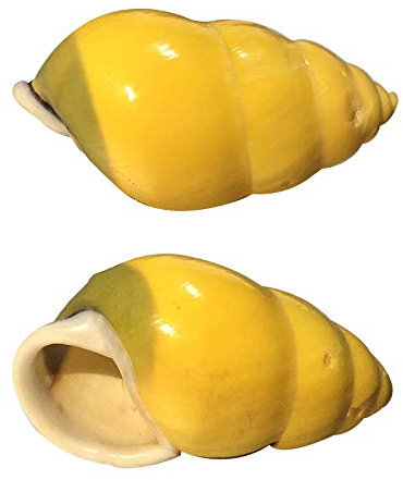 Coquillage naturel,Coquillages de plage, Coquilles de bernard-l'ermite, coquilles for bernard-l'ermite, 2 coquilles d'escargot, taille d'ouverture environ 0,78-1,57 pouces Maison de bernard-l'ermite