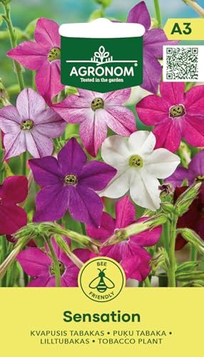 AGRONOM | Ziertabak - SENSATION samen | Blumensamen | Pflanze samen | Einjährige Blumen, 40–80 cm hoch | Mit angenehmem Duft und bunten Blüten | Gartensamen | 1 Pack