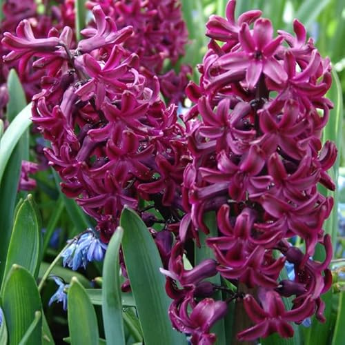 Hyazinthe Woodstock | 30 Stück | Lila | Hyazinthenzwiebel | Duftend | Geeignet für Töpfe | Bienenblume | Schnittblume