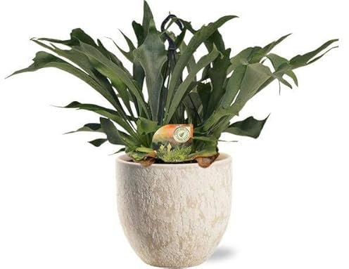 Platycerium Bifurcatum – Helecho astano – Planta de interior – Ø 21 cm – 50 cm + maceta Sem Beige Ø 24 x 22 cm