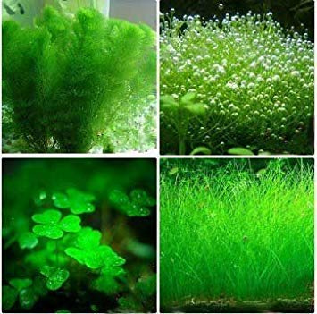 Plants Aquarium Fish Tank Decoration Grass Seeds Outdoor Plants 200 Seeds/Pack : Seeds Only