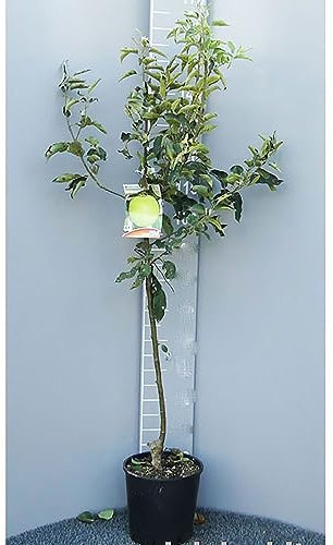 SAVINI VIVAI Pommier doré Plantes fruitières Pommier en pot 22-24 cm 2-3 ans Hauteur 130-150 cm