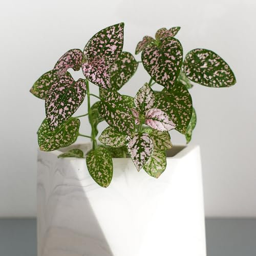 YouGarden House Plants Polka Dot, Hypoestes phyllostachya Super Pink, Set of Three, Indoor Plants in 6cm Pots, for Home, Office or Living Room