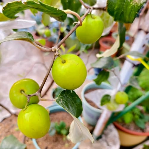 Semillas de azufaifo - de balcón Semillas resistentes del dátil, verdes regalos sostenibles semillas de para el jardín 50pcs
