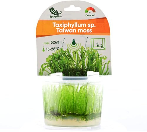 AquaBreedingSkill Aquarium Pflanzen Echt – InVitro Taxiphyllum Moos – Wasserpflanzen für Aquarium – Aquariumpflanzen ohne Schnecken & Algen – Ideal für Aquascaping & Garnelen (Taiwan 1 pcs)