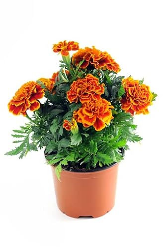 Planta Natural de Tagete o Clavel de la China - Flor de Exterior Fácil de Mantener