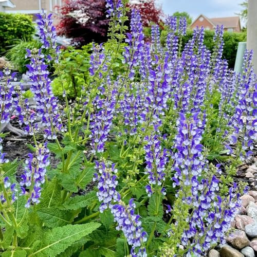 semi di salvia resistente - giardino decorazione 100pcs