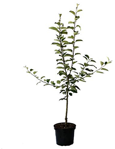 Pohorka robuster Winterapfel aus Slowenien Buschbaum 110-140 cm im 7,5 L Topf Unterlage M7