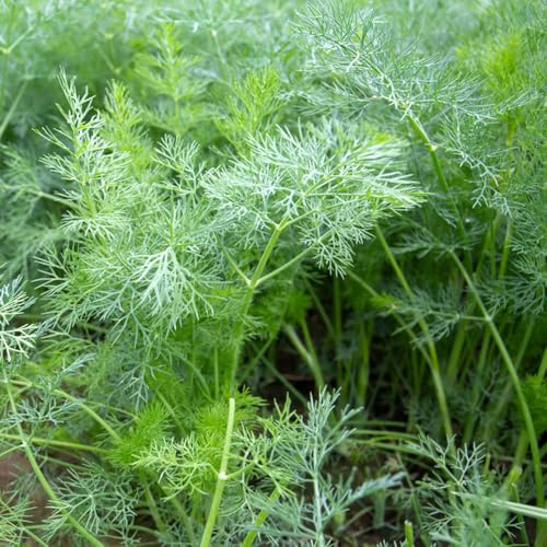 Semi di aneto - per giardinieri vecchie varietà resistenti per giardini rocciosi prodotti sostenibili semi di raro esotico verdi 550pcs