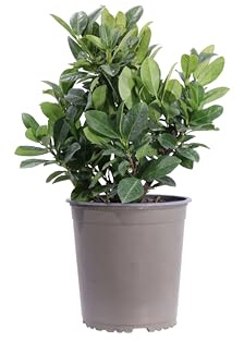 eGarden.store - Pianta vera di Prunus Laurocerasus Titan o Lauroceraso Gigante | Altezza: 35 cm - Diametro vaso: 19 cm - Cespuglio arbustivo ornamentale da coltivare in vaso o per siepe