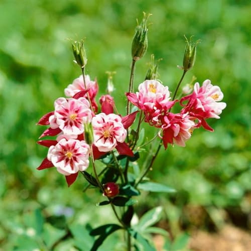Aquilegia vulgaris 'Winky Rot-Weiß' 9x9 cm Topf – Winterhart, Mehrjährig, Pflegeleicht – Akelei – Staude für Beet & Rabatte
