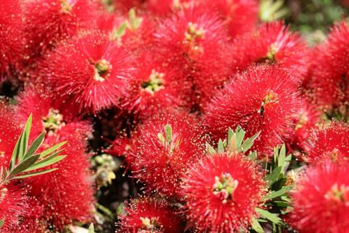 Karminroter Zylinderputzer dichter Busch 40-60 cm Callistemon Laevis - Kübelpflanze