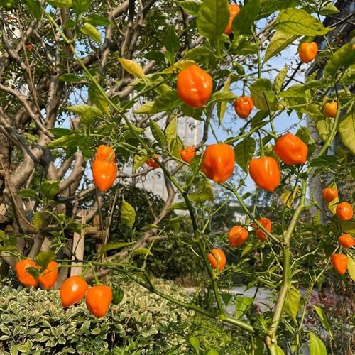 Semillas de habanero - de invierno semillas chile chile jardín en el balcón resistentes jardines rocas balcón invernadero del jardín 250pcs
