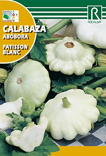 Semilla calabaza Patisson Blanc - Rocalba