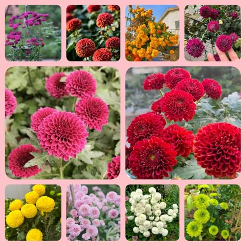 Semi di pompon mamma resistenti per giardini rocciosi vecchie varietà raro semi di come bomboniera serre da balcone d'appartamento crisantemo, da balcone 30pcs