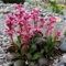 semillas resistentes de bergenia Semillas para camas elevadas, semillas para balcones de flores, semillas de hierbas, bergenia cordifolia, Plantas resistentes en macetas, flores de 200pcs