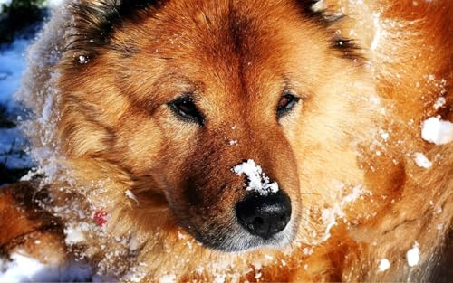 OZLHSP kinderpuzzle 3D Puzzle 500 Teile Chow-Chow-Tier 52x38cm