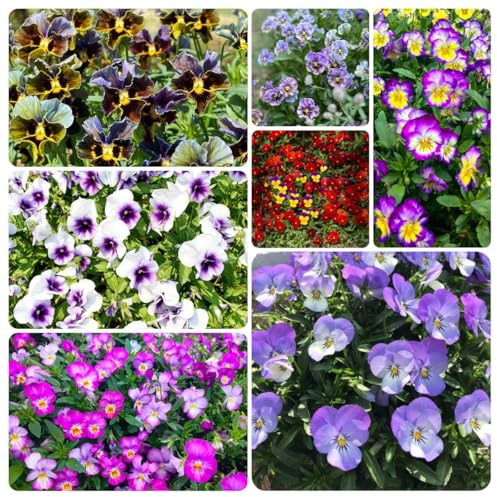 semillas de pensamiento organicas - silvestres, perennes decorativas de interior para jardin 50pcs