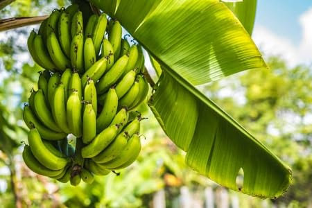 Banana Tree Seeds 50pcs