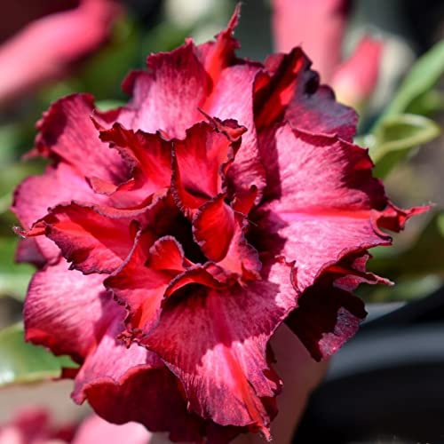 Petite a forma di foglia, rizomi di rosa del deserto, multicolore ad alta resa. Rizomi resistenti all'inverno, un vero e proprio colpo d'occhio, rizomi di Desert Rose, perfetta idea regalo